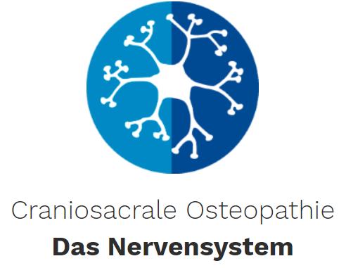 craniosacrale Osteopathie - das Nervensystem